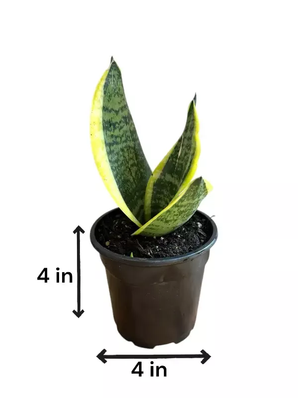 Snake Plant (Live Indoor plant)