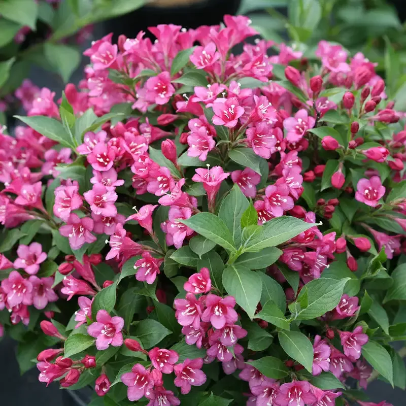 Snippet™ Dark Pink Weigela