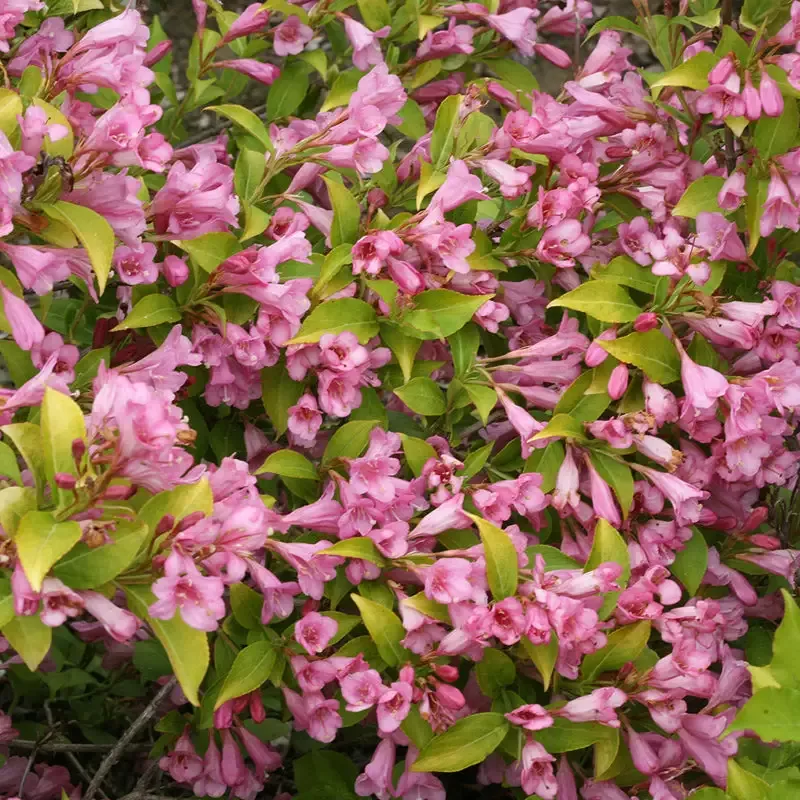 Snippet Lime™ Weigela