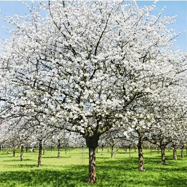 Snow Goose Cherry Tree
