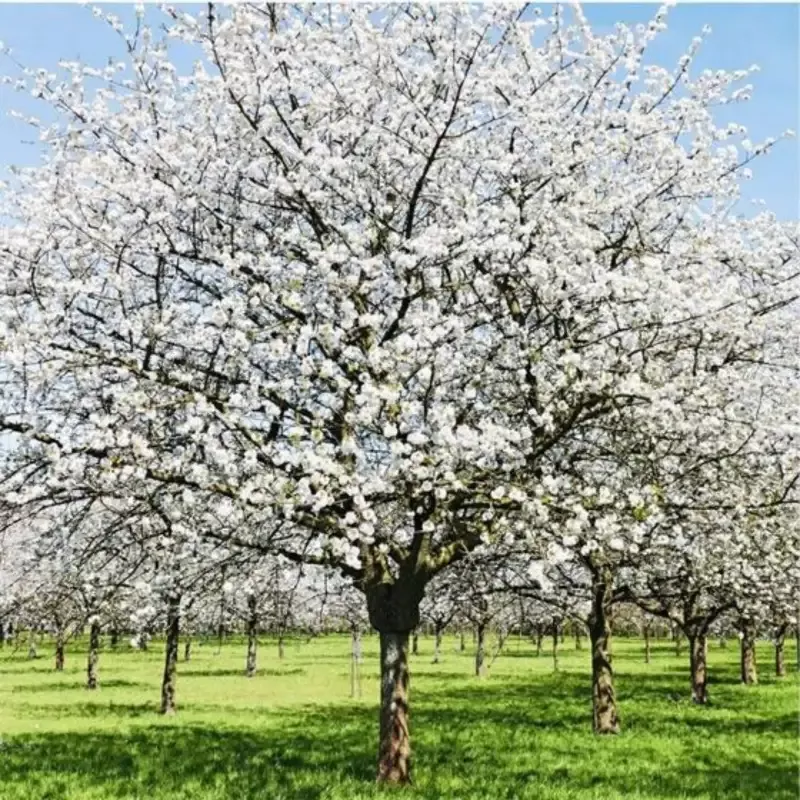 Snow Goose Cherry