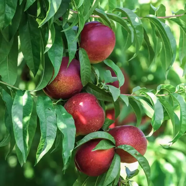 Snow Queen Nectarine Tree