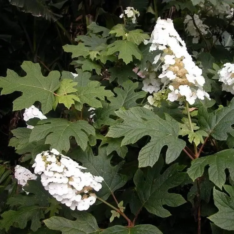 Snow Queen Oakleaf Hydrangea