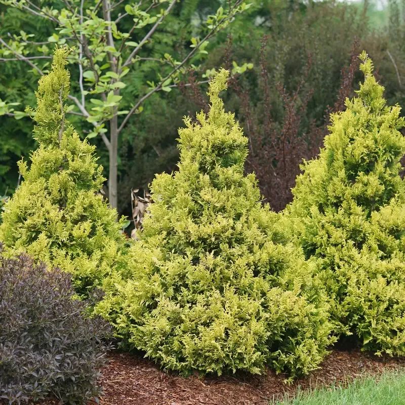 Soft Serve™ Gold False Cypress (Chamaecyparis)