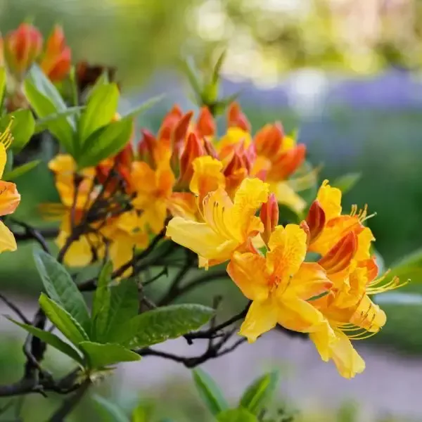 Solar Flare Sunbow Native Azalea