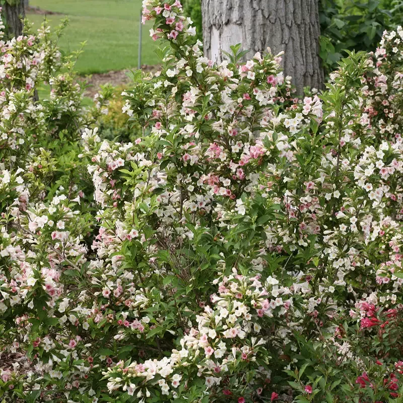 Sonic Bloom™ Pearl Weigela