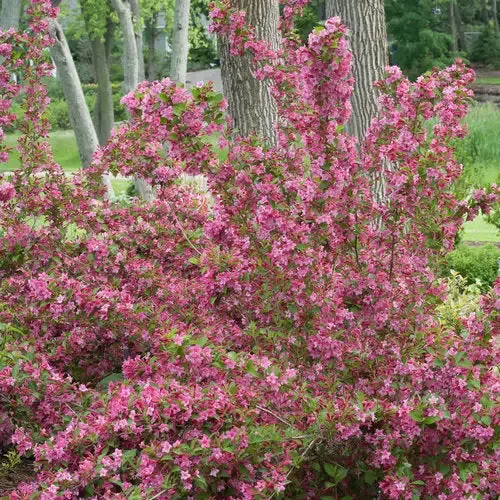 Sonic Bloom™ Pink Weigela
