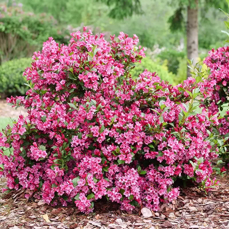 Sonic Bloom™ Punch Weigela
