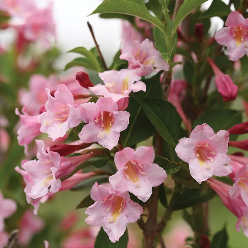Sonic Bloom™ Pure Pink Weigela