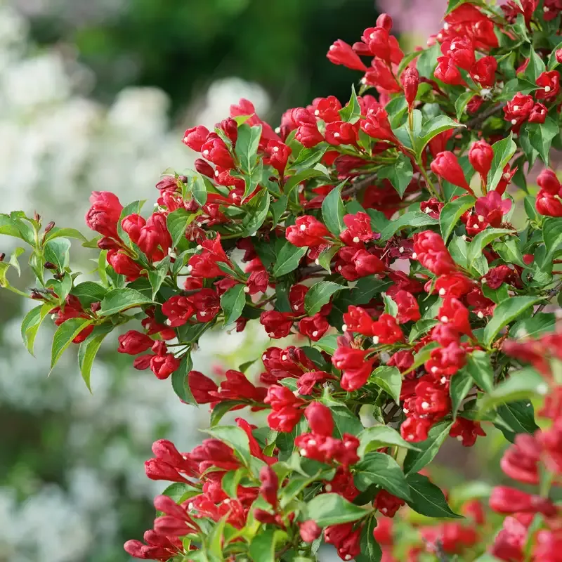 Sonic Bloom™ Red Weigela