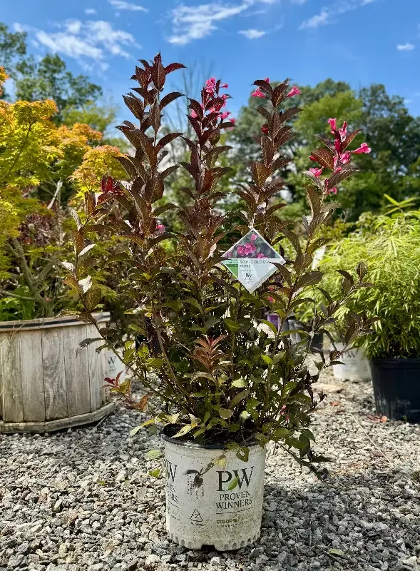 Sonic Bloom™ Wine Weigela
