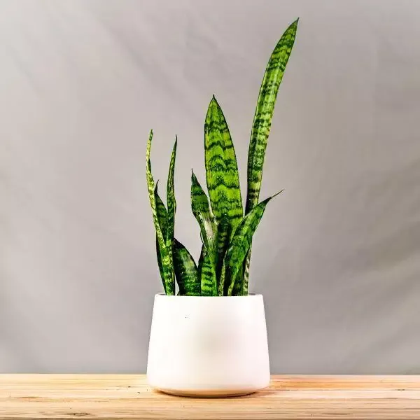 Sophie’ Tapered Ceramic Pot