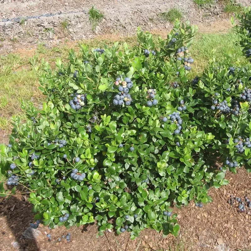 Southern Bluebelle Blueberry Bush