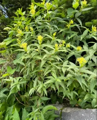 Southern Bush Honeysuckle, Diervilla sessilifolia