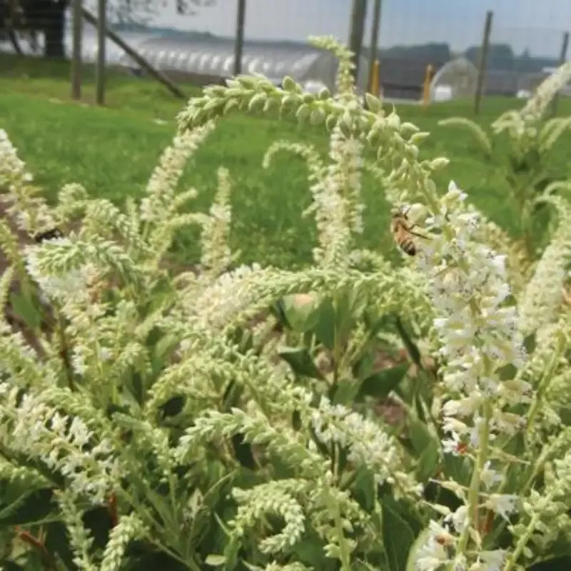 Sparkler White Flower Shrubs