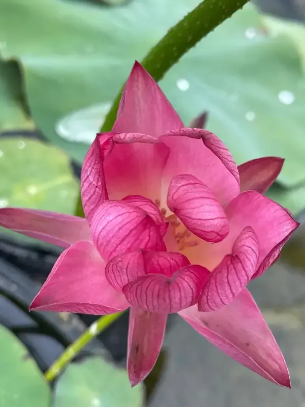 Sparks – Lotus