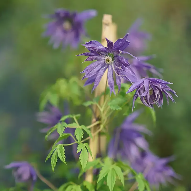 Sparky™ Blue Clematis