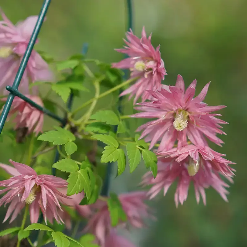 Sparky™ Pink Clematis