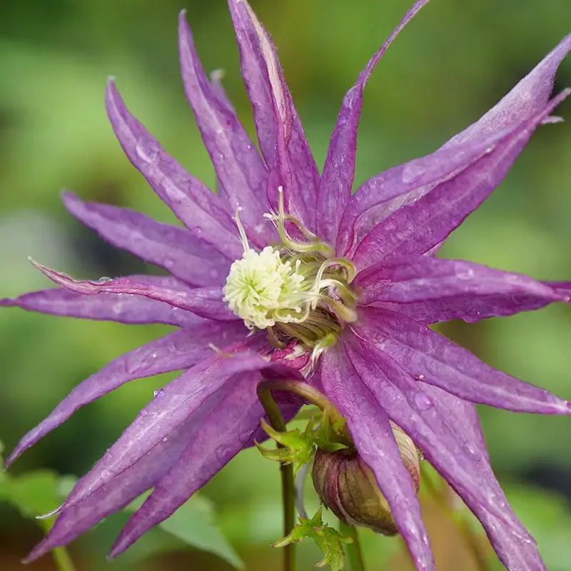Sparky™ Purple Clematis