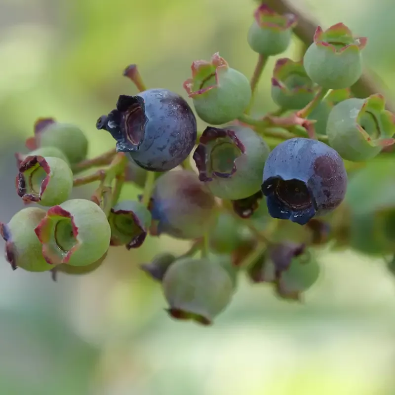 ‘Spartan’ Blueberry