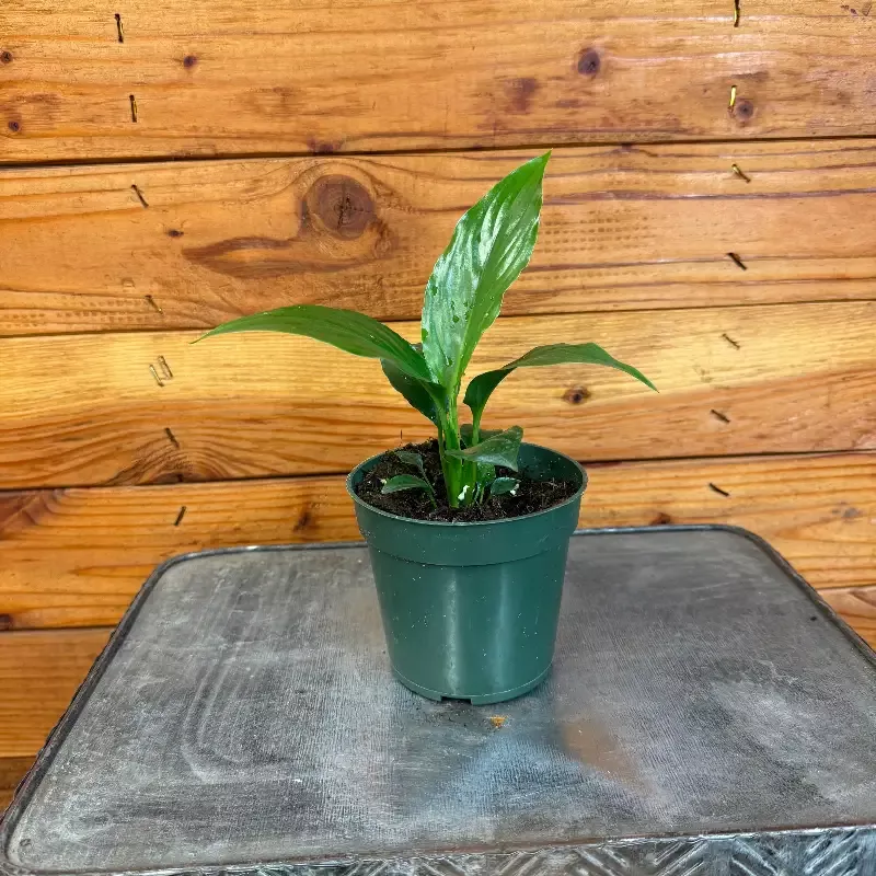Spathiphyllum Compacto, 4″ Plant