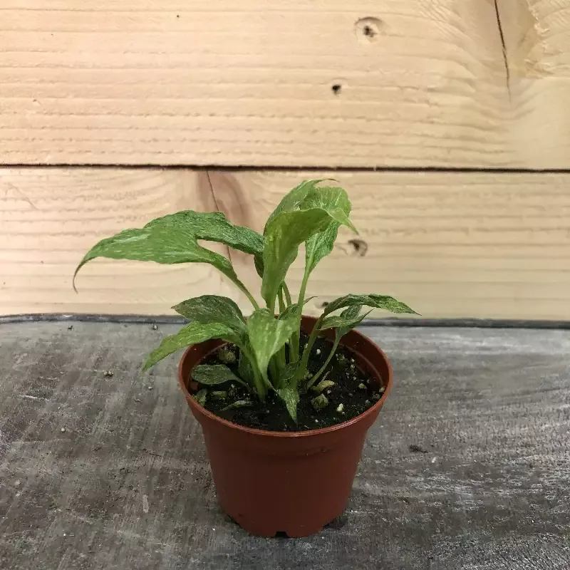 Spathiphyllum Domino, 2″ Plant