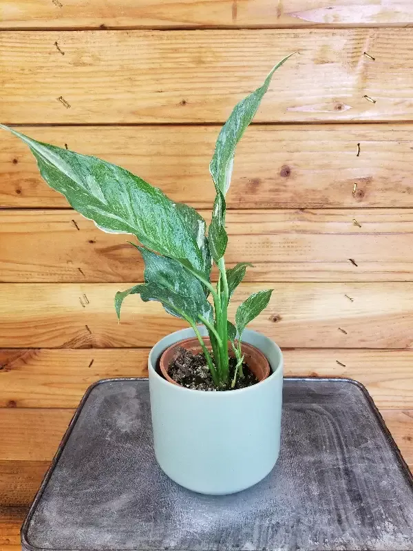 Spathiphyllum Domino, 4″ Plant