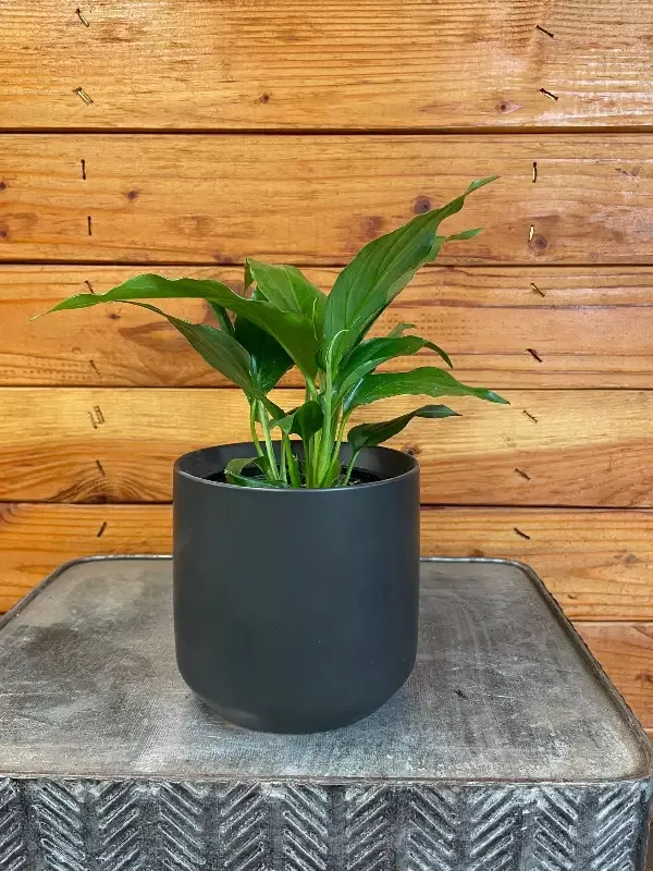 Spathiphyllum Romeo, 4″ Plant