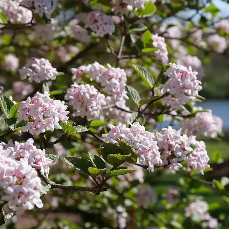 Spice Girl™ Koreanspice Viburnum