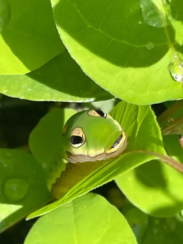Spicebush – Lindera Benzoin