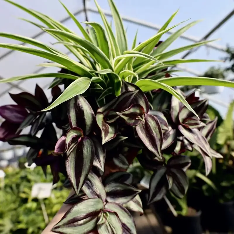 Spider Plant Wandering Jew Combo Pot