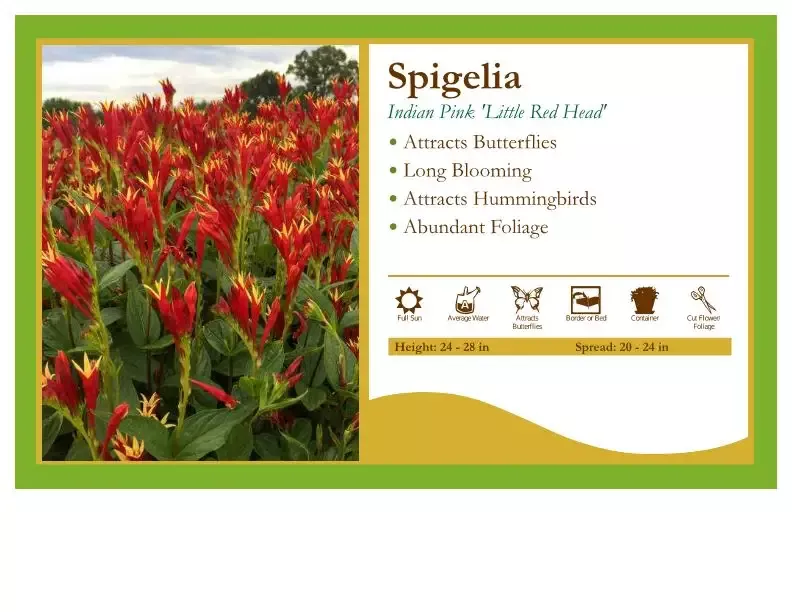 Spigelia ‘Little Redhead’ Indian Pink
