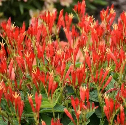 Spigelia ‘Ragin Cajun’ Indian Pink