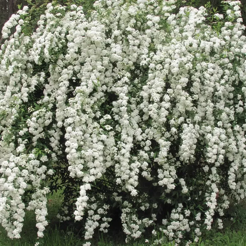 Spiraea Vanhouttei