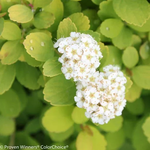 Spirea b. Glow Girl