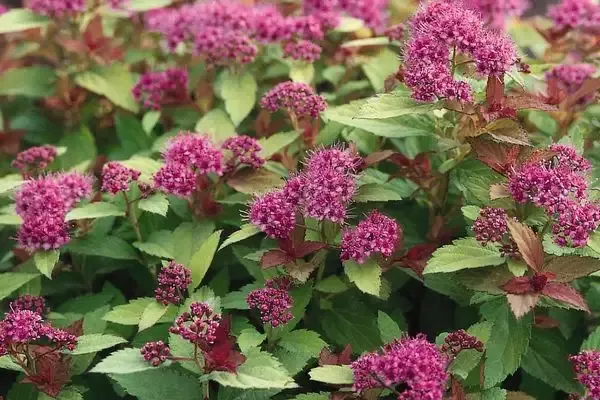 Spirea Magic Carpet