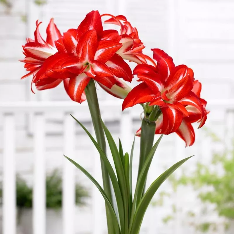 ‘Splash’ Amaryllis Bulb