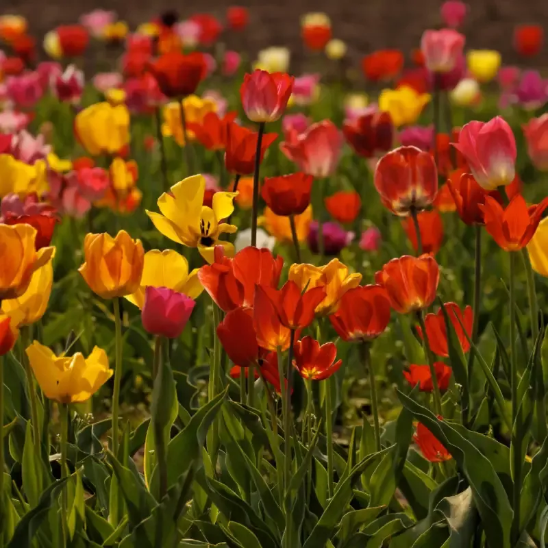 Spring Essentials Mix Tulip