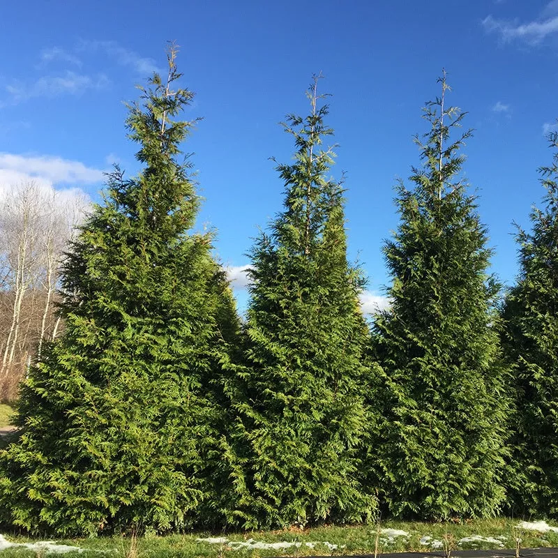 Spring Grove™ Western Arborvitae (Thuja)