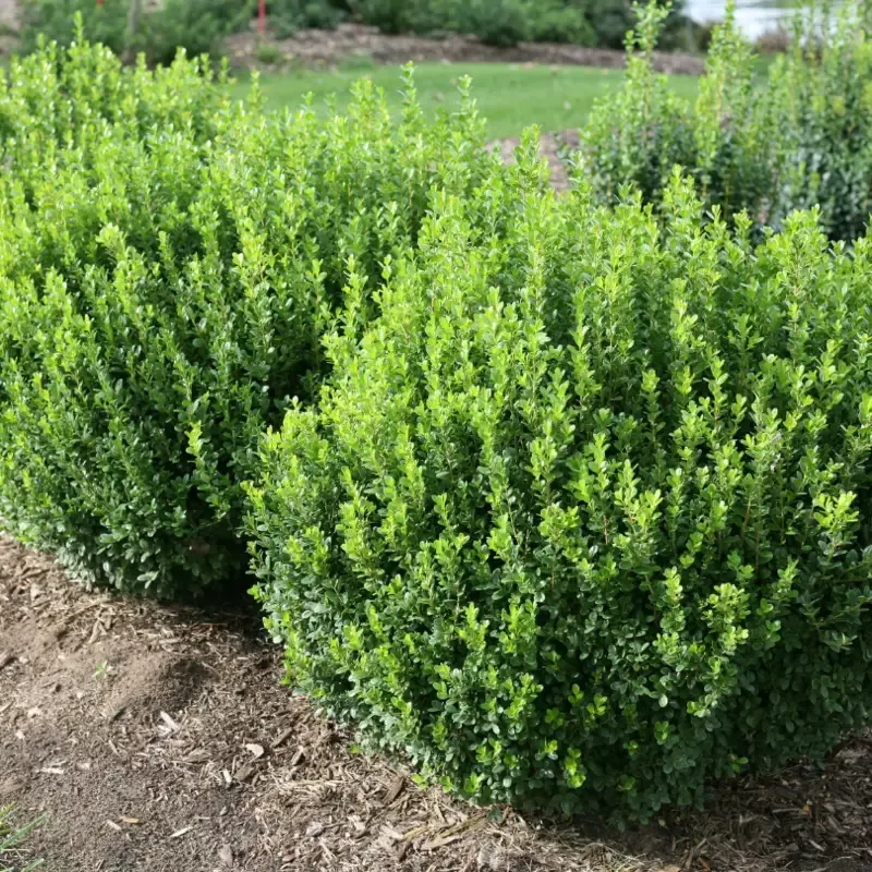 Sprinter™ Boxwood (Buxus)