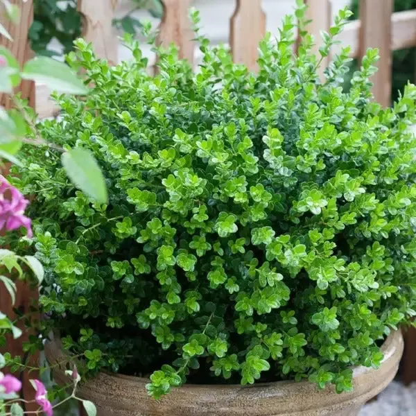 Sprinter Boxwood