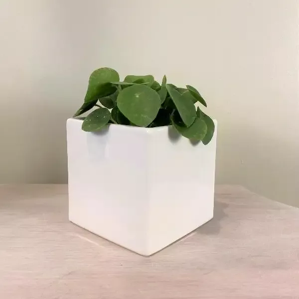 Square Ceramic Plant Pot