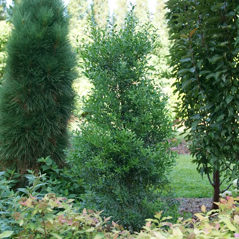 Squeeze Box™ Inkberry Holly (Ilex)