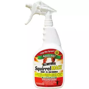 Squirrel Mace
