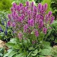 Stachy’s ‘Monieri Hummelo’ Lambs Ear