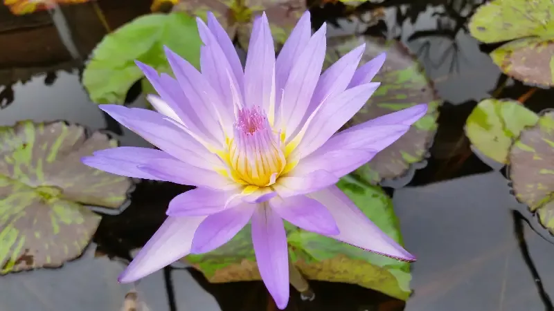 Star Of Siam – Day Blooming Tropical Lily