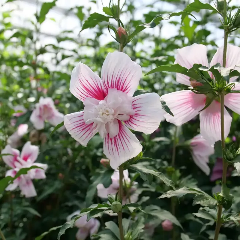 Starblast Chiffon™ Rose of Sharon (Hibiscus)