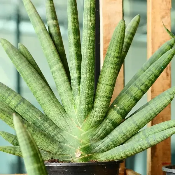 Starfish Snake Plants