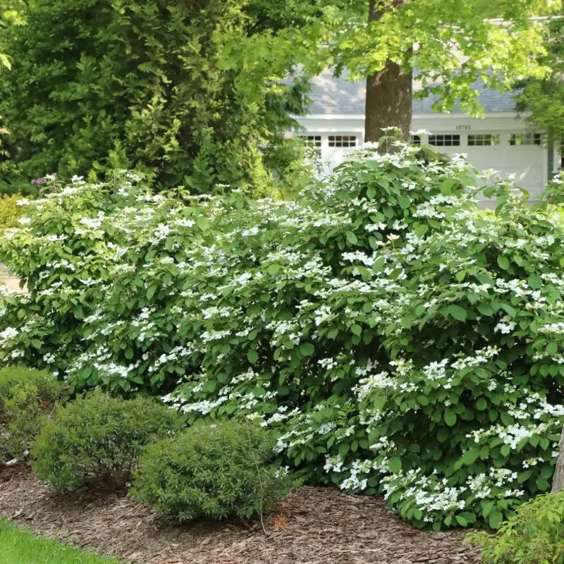 Steady Eddy™ Doublefile Viburnum