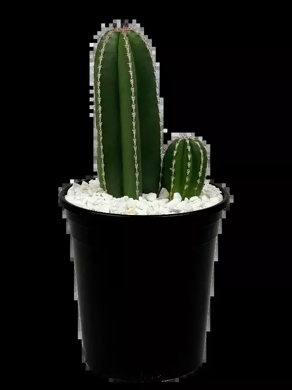 Stenocereus marginata – Mexican Fencepost